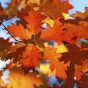 ob_8f1cf4_fall-leaves.jpg